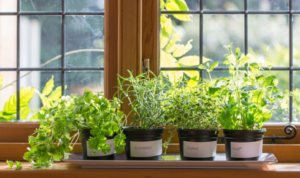 How can growing a few herbs in pots near the kitchen door encourage home cooking