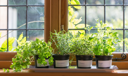 How can growing a few herbs in pots near the kitchen door encourage home cooking