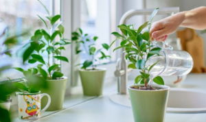 Why might choosing native plants reduce the amount of care your garden needs