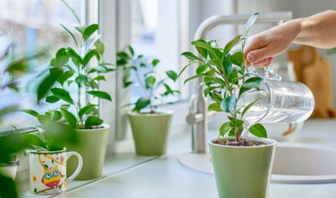 Why might choosing native plants reduce the amount of care your garden needs
